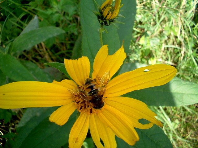 Eristalis tenax, Sphaerophoria sp. e Syrphus ribesii